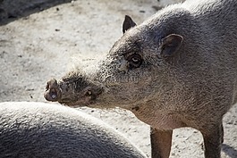 動物,自然,野生