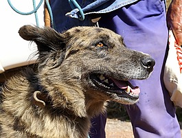 狗,牧師,動物