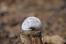 殼,木蓄積,關(guān)閉
