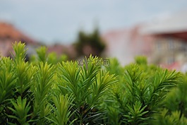 葉子,綠色,性質(zhì)