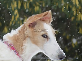 拉布拉多獵犬,狗,動物