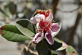 花,花瓣,性質(zhì)