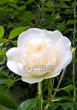 玫瑰,白,開(kāi)花