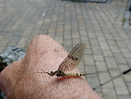 曇花一現(xiàn),昆蟲,翼