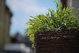 葉子,綠色,植物