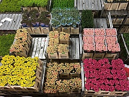 鮮花,鮮花拍賣市場,荷蘭