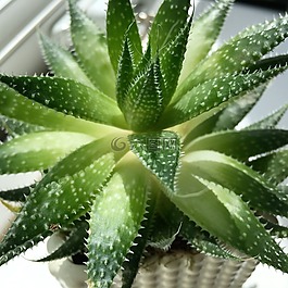 仙人掌,多肉植物,肉質(zhì)植物