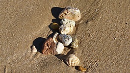 海滩,海滩的沙子,外壳