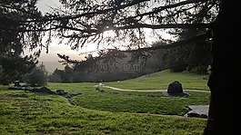 新西蘭,樹,景觀