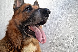 德國牧羊犬,狗,寵物