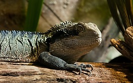 動物,爬行動物,性質(zhì)