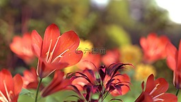 美麗,鮮花,自然