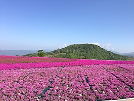 鮮花,福祿考,春天