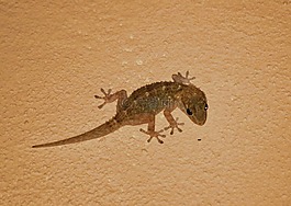 壁虎,蜥蜴,動物