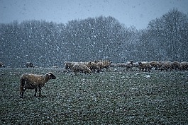 性質(zhì),雪,景觀