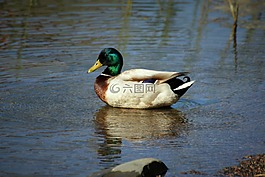鴨,鳥(niǎo),動(dòng)物