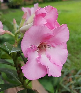粉紅色,花,自然
