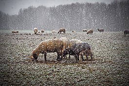 性質(zhì),雪,景觀