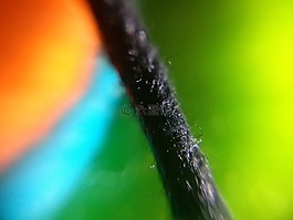 繩,顏色,細(xì)節(jié)