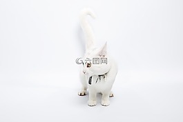 可愛(ài),動(dòng)物,貓