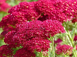 廠,紅色,花