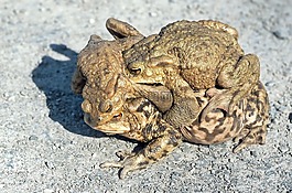 動物,性質(zhì),活