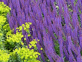 花園,鮮花,紫