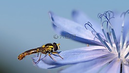 昆蟲,性質(zhì),活