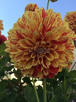 花,夏季,太陽