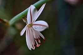 性質(zhì),花,戶外活動(dòng)
