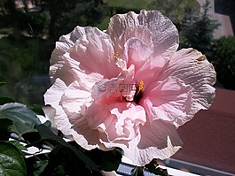 花,芙蓉,粉紅色的花