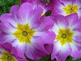 報春花,粉紅色,開花