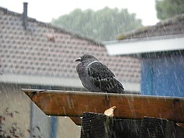 鴿子,本壘打,雨