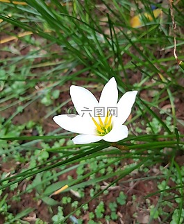 白,花,自然