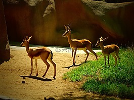 動(dòng)物園,動(dòng)物,哺乳動(dòng)物