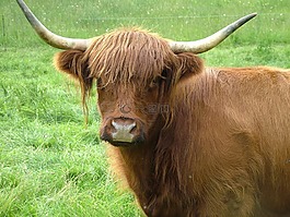 highlandrind,牛,動物