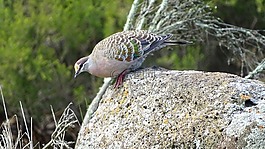 鴿子,鳥,野生動物