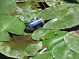 灰塵,啤酒,水中百合