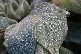 野花,一滴水,雨滴