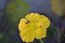 脊花葫蘆,黃色花,蜜蜂