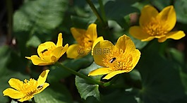 花卉,kaczeniec,春