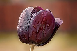 花,郁金香,開(kāi)花