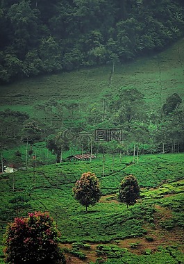 自然,natur,綠色