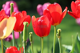郁金香,花,關(guān)閉
