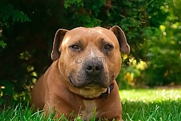 amstaff,奶油,狗