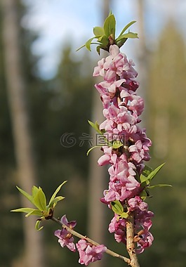 mezereon,达芙妮 mezereum,花的