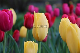 郁金香,花,花壇