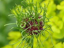 夏季,性質(zhì),花