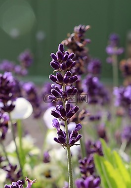 薰衣草花,紫羅蘭色,芳香療法