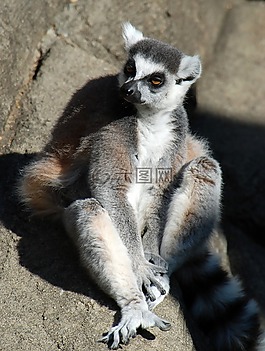 狐猴,動(dòng)物園,動(dòng)物